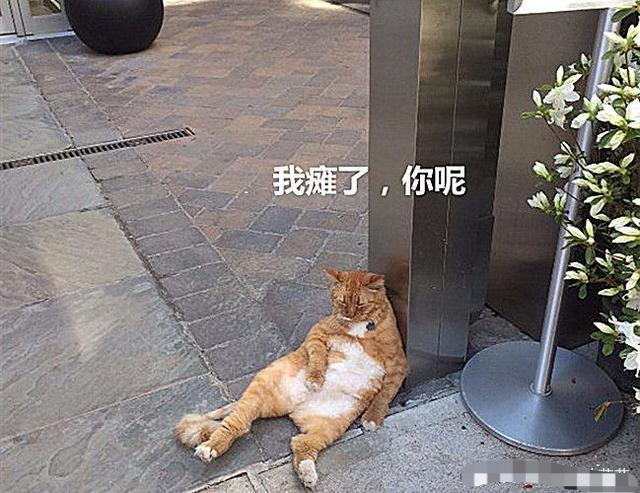 橘猫无家可归,每日在酒店门口"北京瘫",却因此被人收养