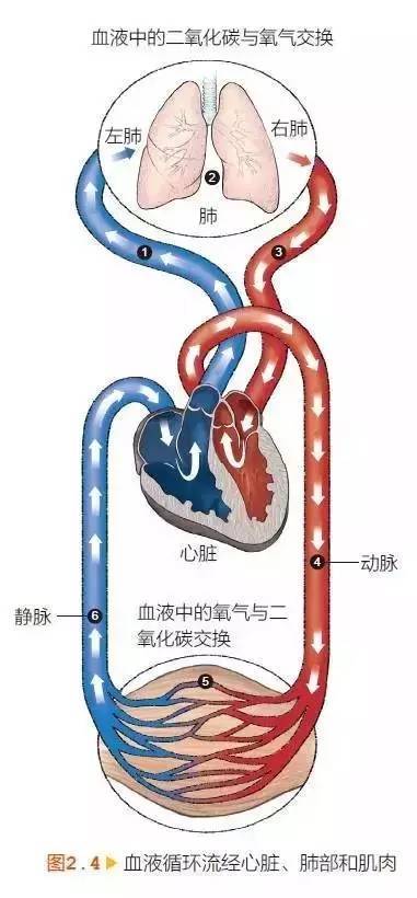 纯干货|跑步对心肺系统的影响!