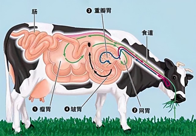 而牛之所以出现胀气,是因为牛一共有四个胃,其中最大的胃是瘤胃,食物