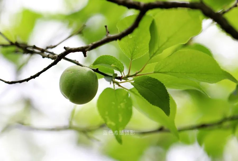 立夏,18张实拍图片带你认识青梅果和青梅花