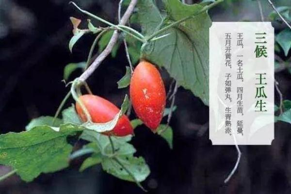 第三侯:王瓜生 王瓜是华北特产的药用爬藤植物,在立夏时节快速攀爬