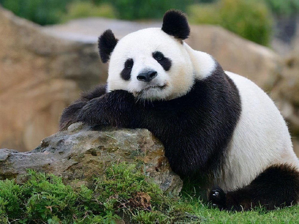 派摩2021年最新科普大熊猫为什么会成为濒危动物"官网
