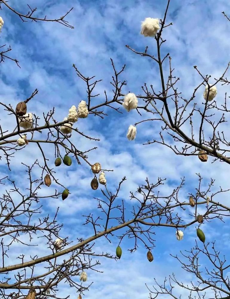 厚街公园广场遇见满树棉花糖不能随便碰