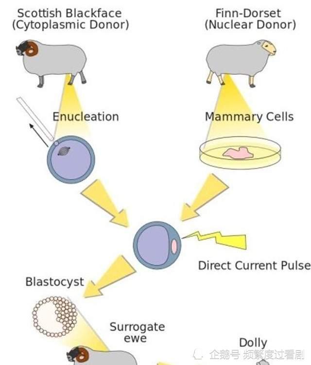 克隆羊多莉:人类克隆技术里程碑式的代表,可"下场"你知道吗?_腾讯新闻