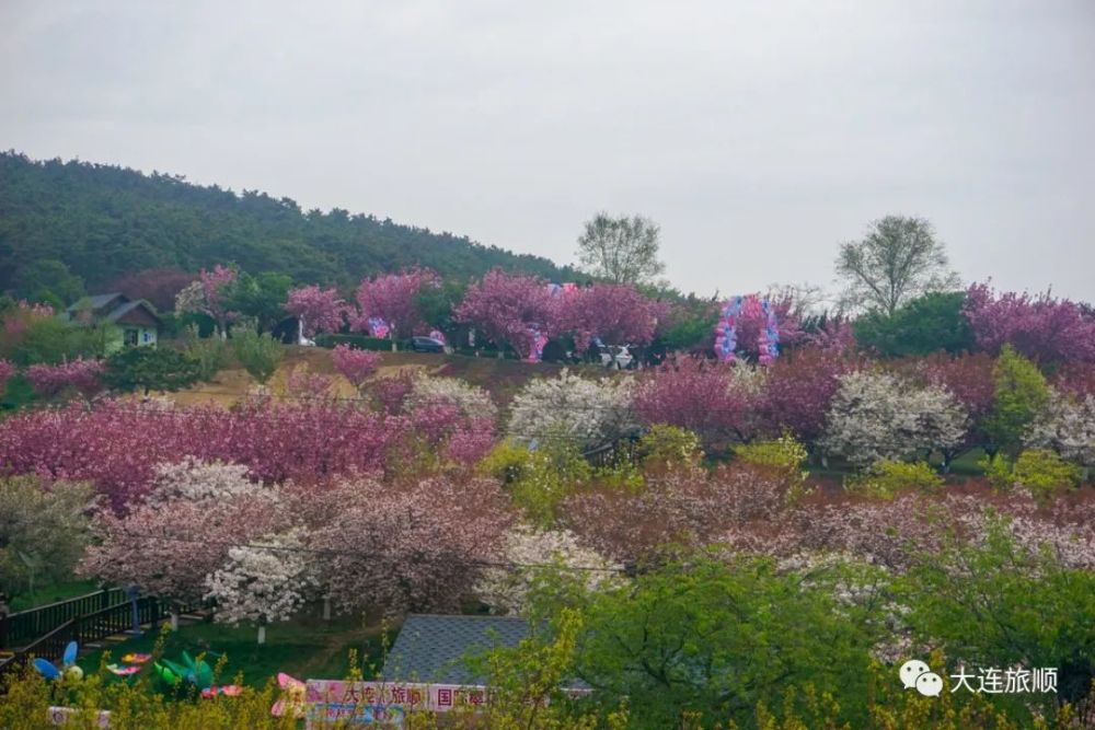 这个五一假期,旅顺樱花园最美的樱花你看了吗?