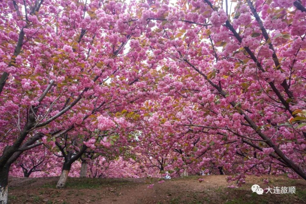 这个五一假期,旅顺樱花园最美的樱花你看了吗?