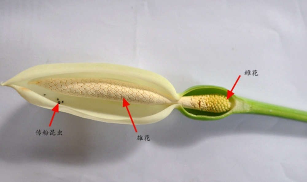 科的花雌雄同株(也有异株和两性花),而且在花序上,雌花居于花序的下部