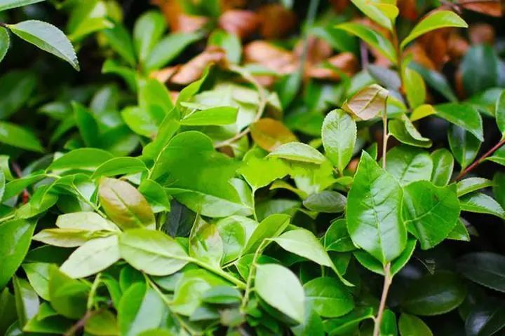 这里就不得不提到一种药食两用的植物—— 南烛叶.