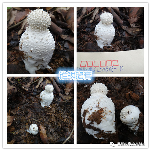 菌盖白色光滑;卷子白色束状;菌柄细长,有灰色鳞状纹;有白色菌环和菌托