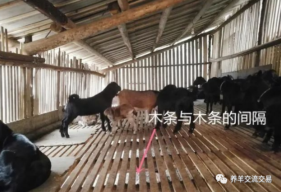 如何建设散养羊圈?4个方面是重点:羊床,出粪口,发酵池,围栏