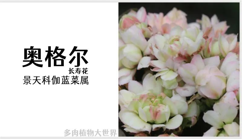 奥格尔长寿花景天科伽蓝菜属多肉植物中小型种易群生