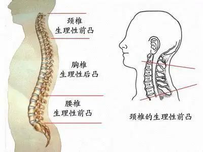 当颈椎下段过度前凸而胸椎上段过度后凸时,就形成了 骨性的 颈胸交界