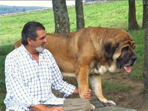 世界十大凶犬美洲奴隶的噩梦巴西獒犬