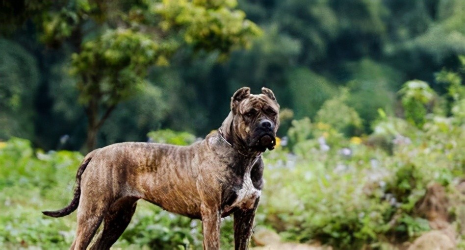 世界十大凶犬美洲奴隶的噩梦巴西獒犬