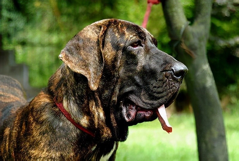 世界十大凶犬——美洲奴隶的噩梦,巴西獒犬