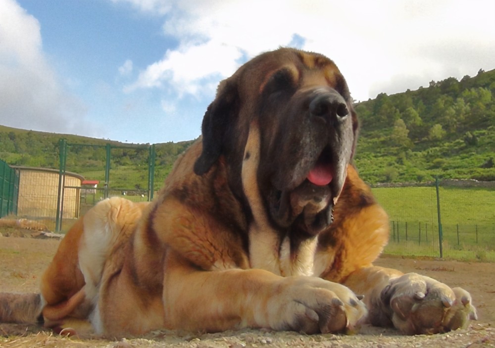 世界十大凶犬——美洲奴隶的噩梦,巴西獒犬