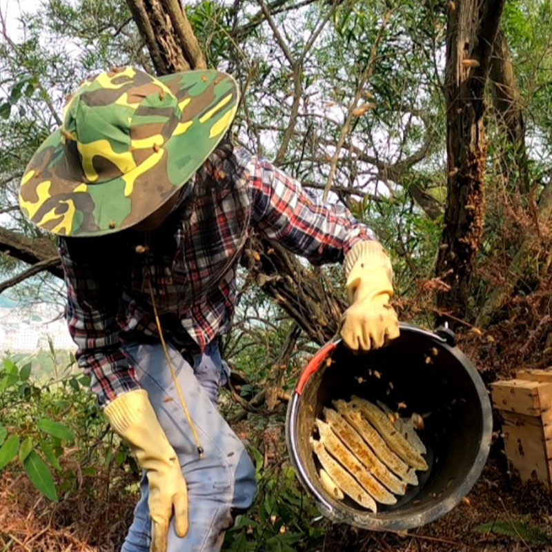 野外放诱蜂桶的原理是什么,如何才能让蜂群在自己的诱蜂桶内筑巢