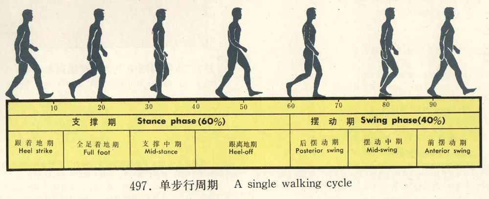 出现关节活动度下降或者周围肌肉不平衡问题,都会导致步态发生变化