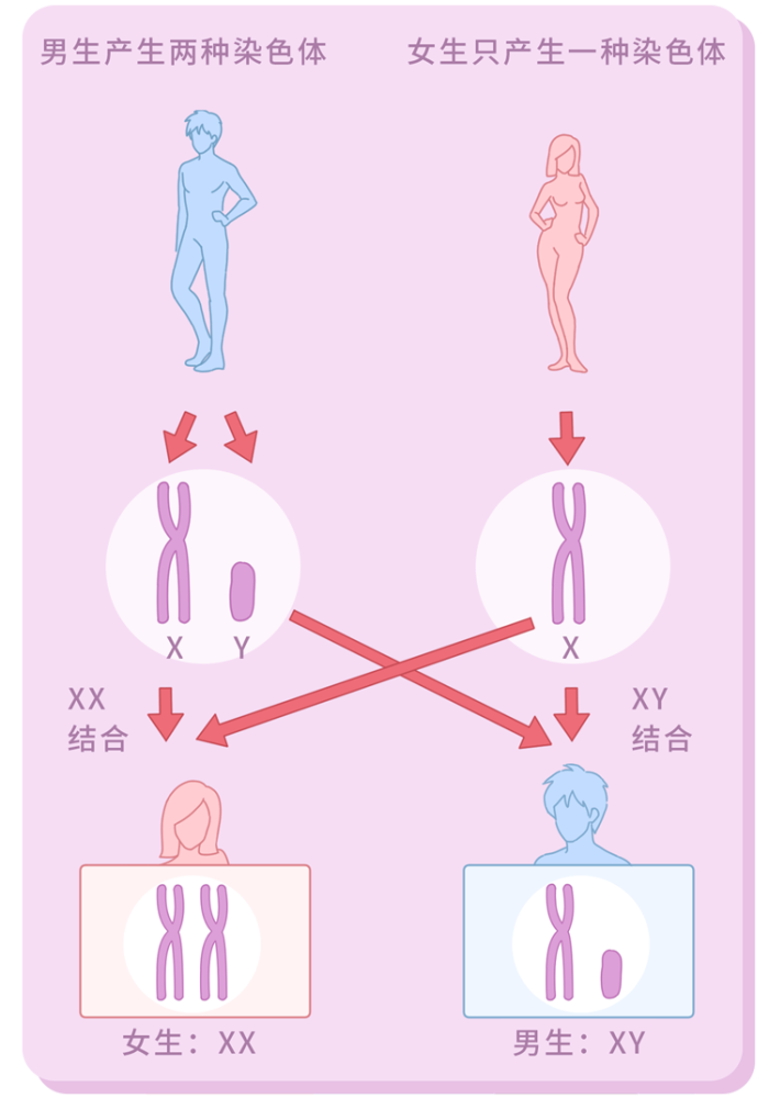 那些吃了能"女变男"的转胎丸靠谱吗?这样做留心生出"双性人"