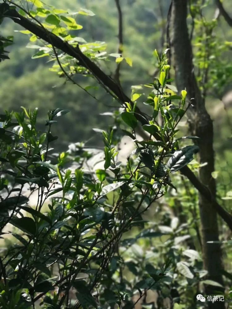 信茶记 丨信阳毛尖大山茶和小山茶到底有什么区别?