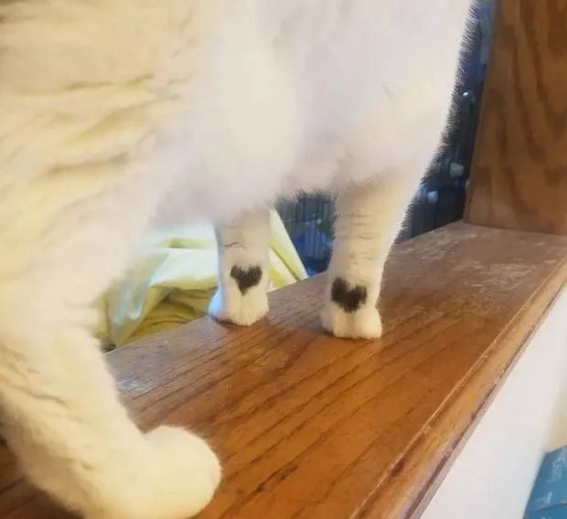 网友晒出一只猫,全网炸了:救命!这次真吸不动了