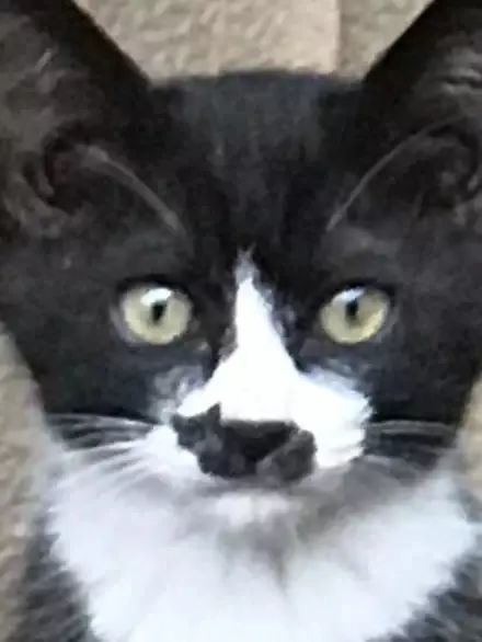 网友晒出一只猫,全网炸了:救命!这次真吸不动了