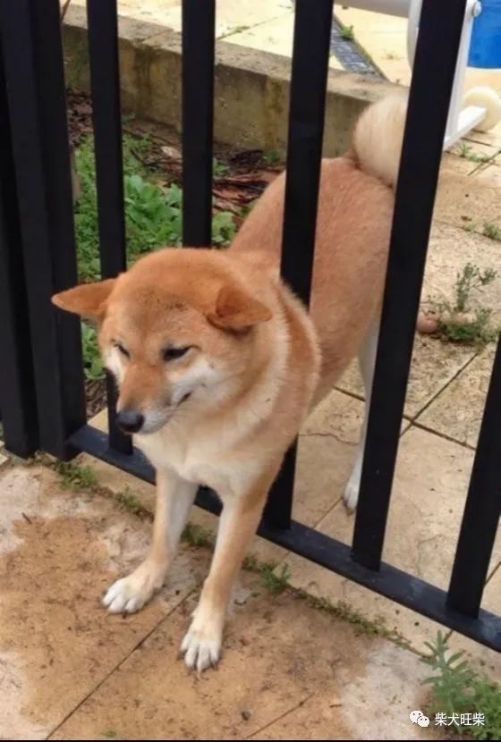 为什么柴犬的狗头总是被卡住?因为智商低吗