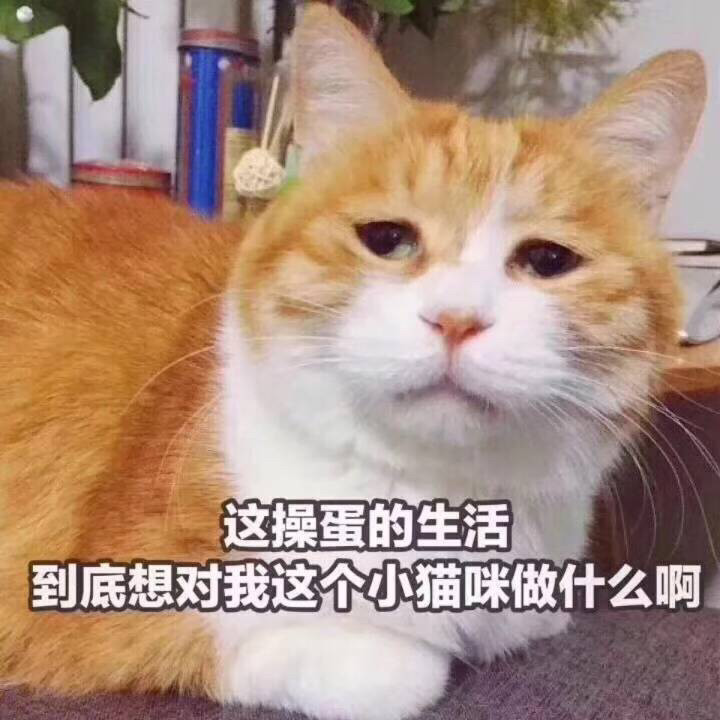 表情包 | 猫咪表情包来一波