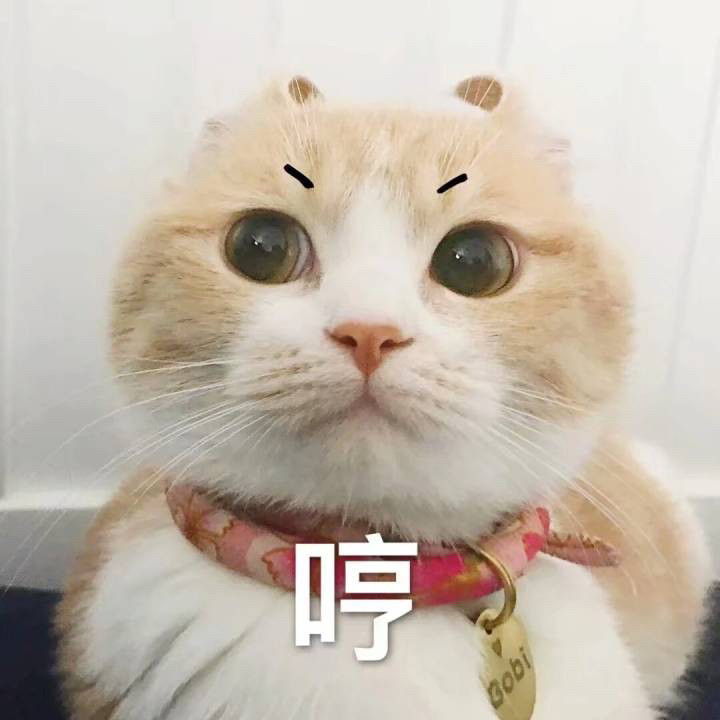 表情包|猫咪表情包来一波