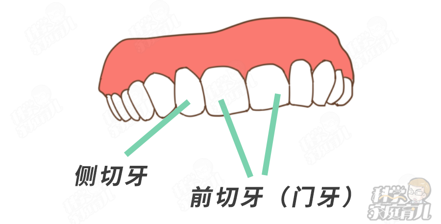 这时需要分两种情况: 因为侧切牙 没有萌出的时候,侧切牙的牙胚可能会