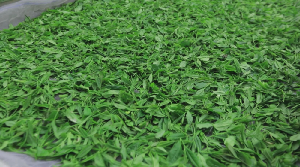 融合 创新,这就是桑植白茶的制作工艺!