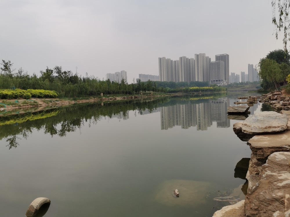 雨后郑州西流湖公园的月季花