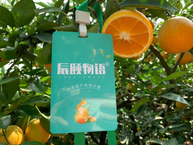 【丑橘收到表皮有青色的液体?