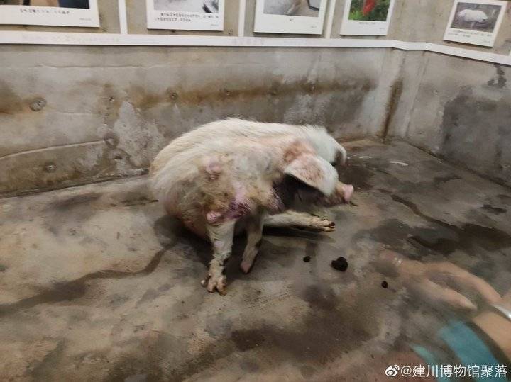 猪坚强现状如何活一两个月没问题不会考虑安乐死