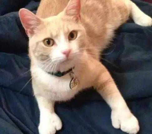 网友家的猫咪竟然长了一个大拇指!能点赞朋友圈吗?