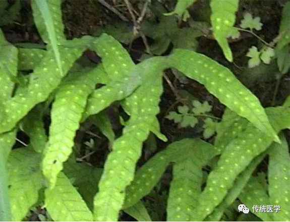 民间草药癖瘟草