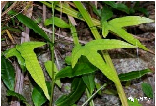 民间草药:癖瘟草