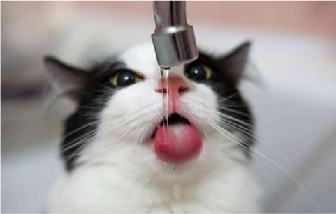 猫咪突然大量流口水