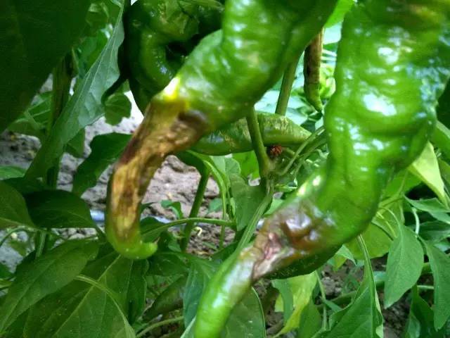 植保菜农问辣椒咋烂成这样怎么办防治番茄上的白粉虱只用这三招