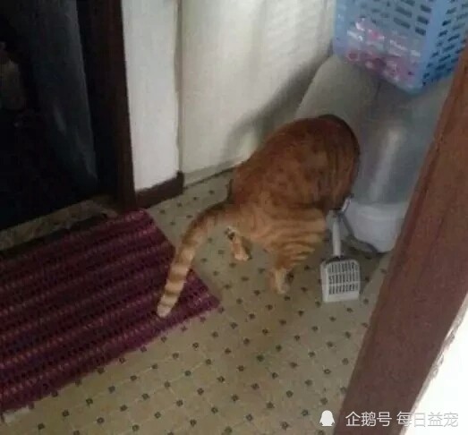 猫咪拉粑粑学问多,光姿势也有千差万别,这些奇葩姿势你见过吗?