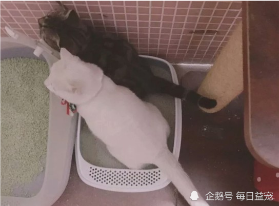 猫咪拉粑粑学问多,光姿势也有千差万别,这些奇葩姿势你见过吗?