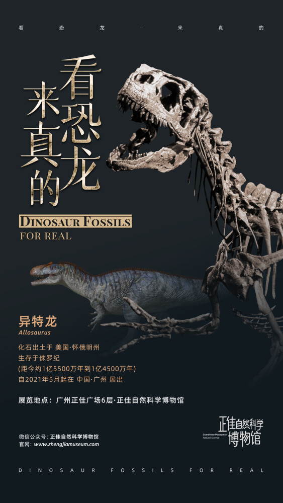 看恐龙,来真的——异特龙