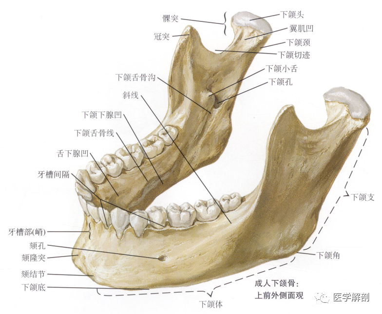 填图题下颌骨的解剖