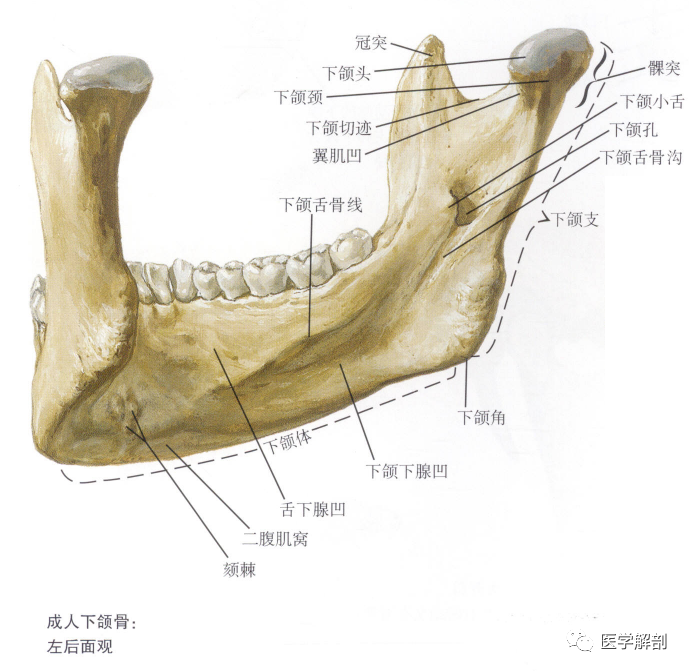 填图题下颌骨的解剖