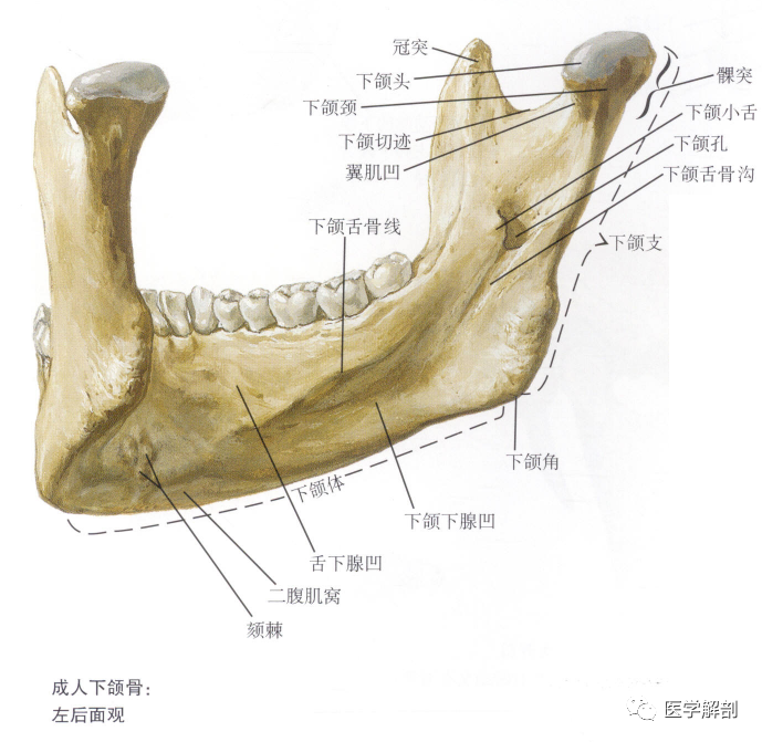 填图题|下颌骨的解剖