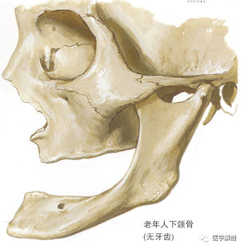 填图题下颌骨的解剖