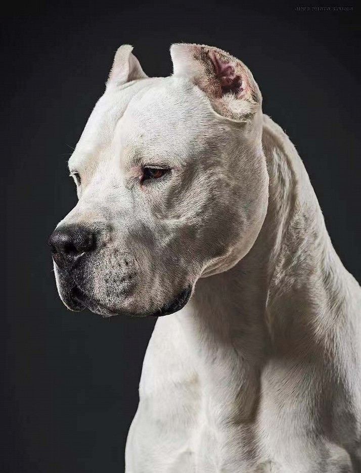 世界十大凶犬白色杀手阿根廷杜高犬