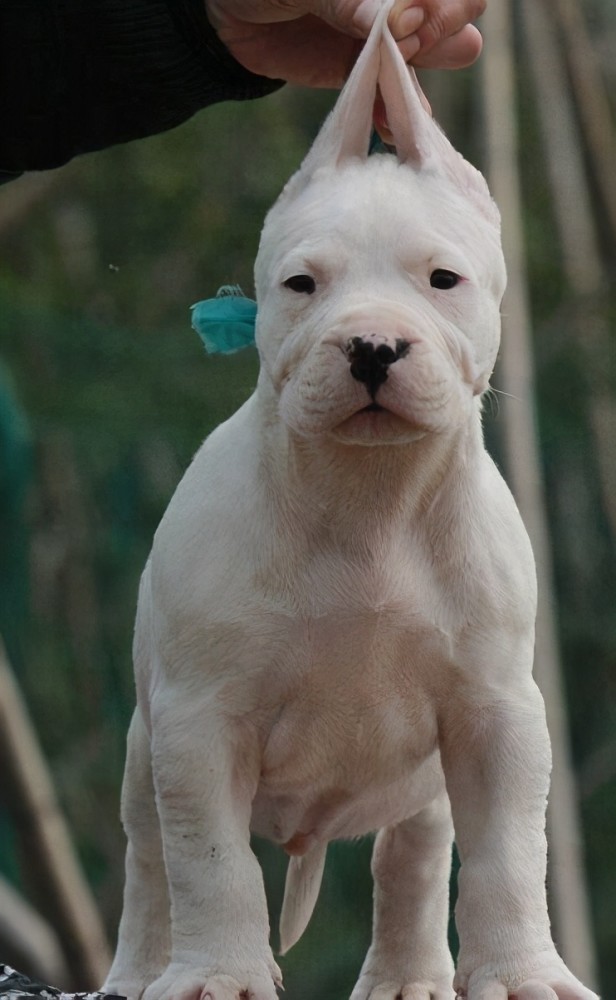 世界十大凶犬—白色杀手,阿根廷杜高犬