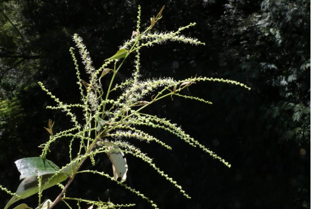 荒野维生野菜系列——米槠