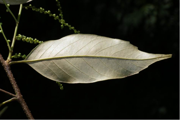 荒野维生野菜系列米槠